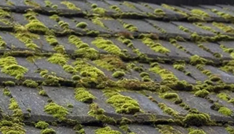 confronting algae on your roof