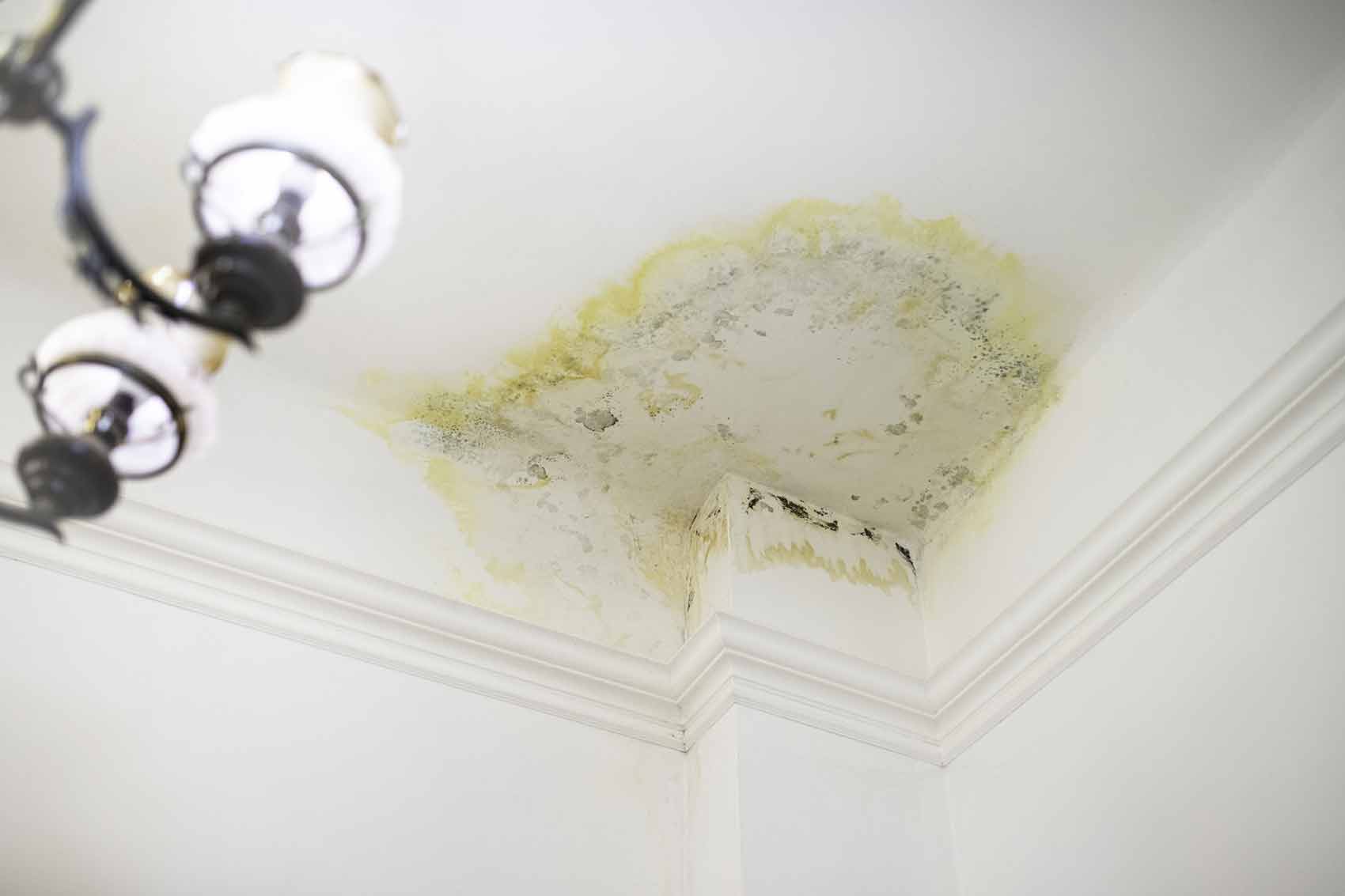 roof leaking and ceiling molds